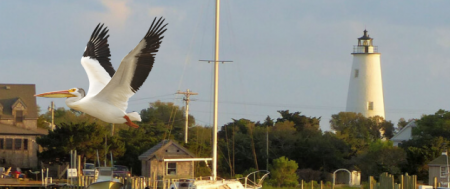 White Wings Over Ocracoke They have beautiful black wingtips!